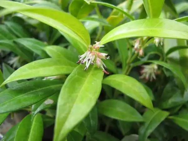 Foto de Sarcococca hookeriana var. humilis (Sarcococca hookeriana var. humiliss)