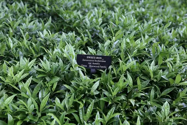 Foto de Sarcococca hookeriana var. humilis (Sarcococca hookeriana var. humiliss)