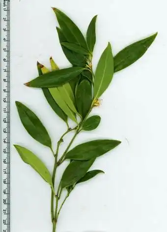 Foto de Sarcococca hookeriana var. humilis - :Maggie