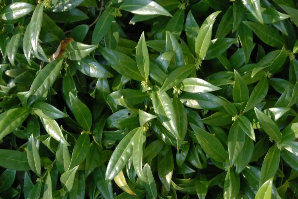 Foto de Sarcococca hookeriana var. humilis - Leaves:Jim Robbins