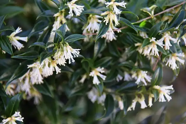 Photo of Sarcococca hookeriana (Sarcococca hookerianas)
