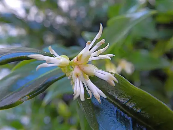 Photo of Sarcococca hookeriana (Sarcococca hookerianas)