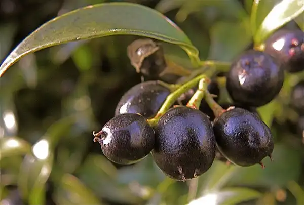 Photo of Sarcococca hookeriana - :Peter Stevens