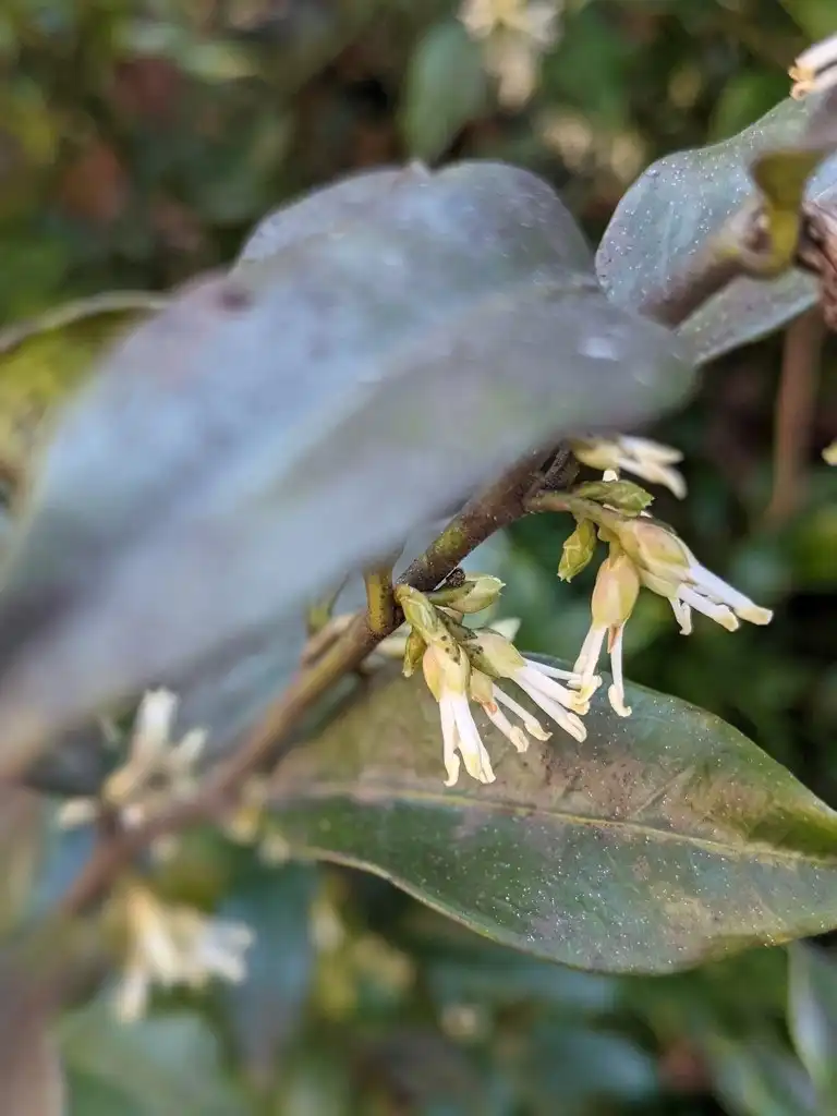 Photo of Sarcococca hookeriana - Blooms (Cabarrus County,NC)-Late Winter:Hope Duckworth