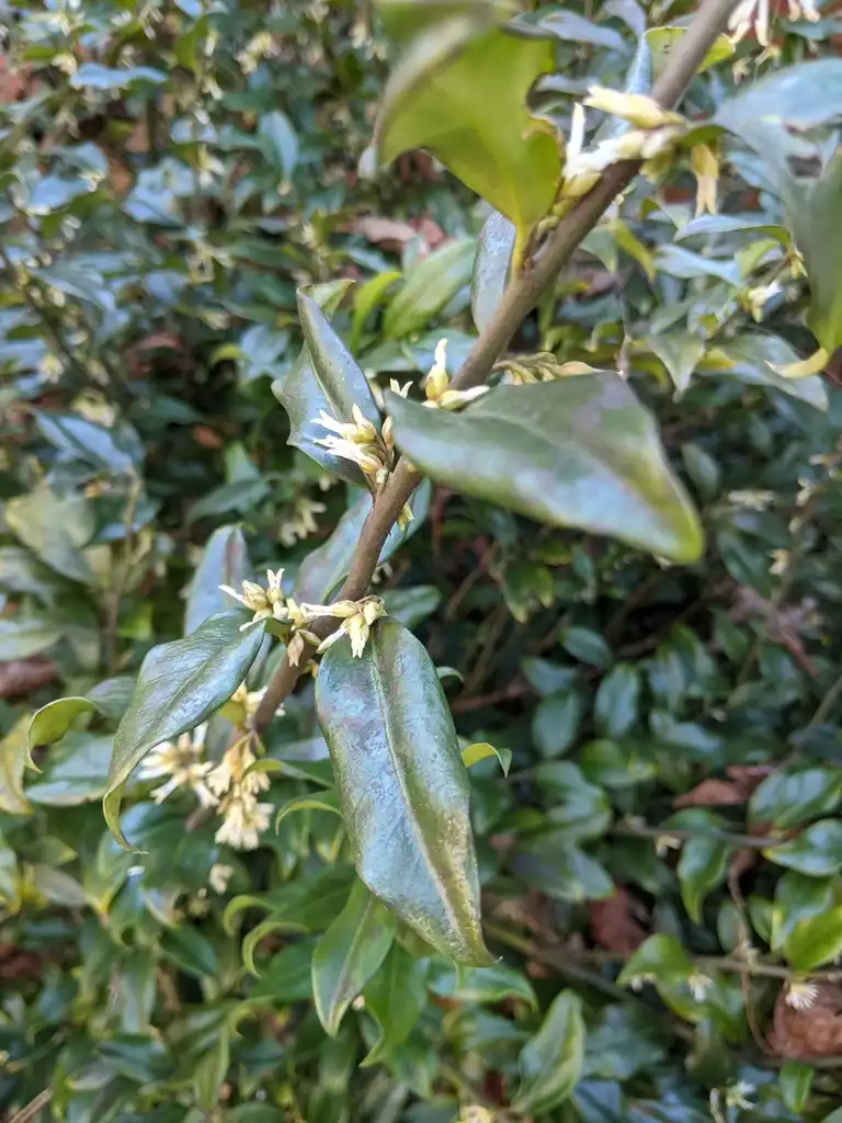Photo of Sarcococca hookeriana - Flower and Leaves (Cabarrus County,NC)-Late Winter:Hope Duckworth