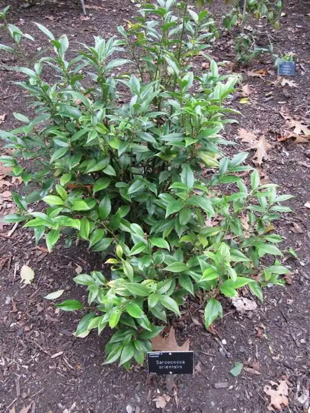 Photo of Sarcococca orientalis (Sarcococca orientaliss)