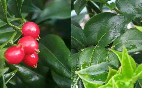 Фото Sarcococca ruscifolia (Sarcococca ruscifolias)