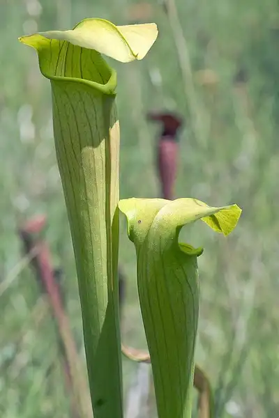 Фото Sarracenia alata (Sarracenia alatas)