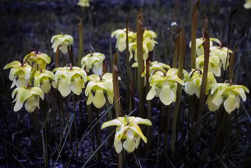 Фото Sarracenia alata - Flowers:Donna Dewhurst, US Fish & Wildlife