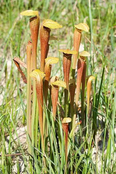 Фото Sarracenia alata - Sarracenia alata:Natalie McNear