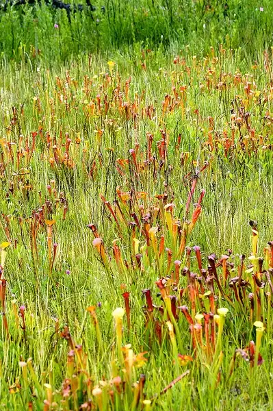 Фото Sarracenia alata - Habit:David McAdoo