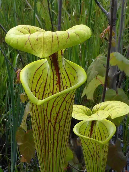 Фото Sarracenia flava (Sarracenia flavas)