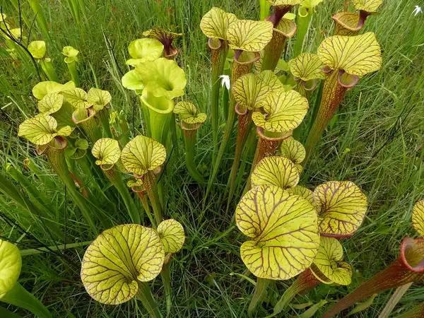 Фото Sarracenia flava (Sarracenia flavas)