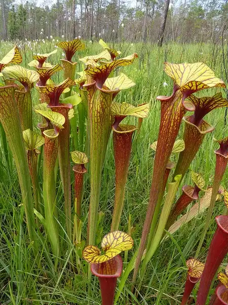 Фото Sarracenia flava - Sarracenia flava:Eleanor