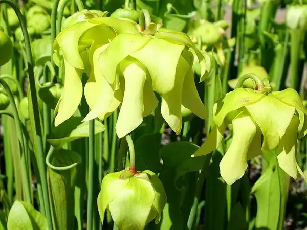 Фото Sarracenia flava - Sarracenia flava:David McAdoo