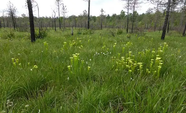 Фото Sarracenia flava - Sarracenia flava:Eleanor