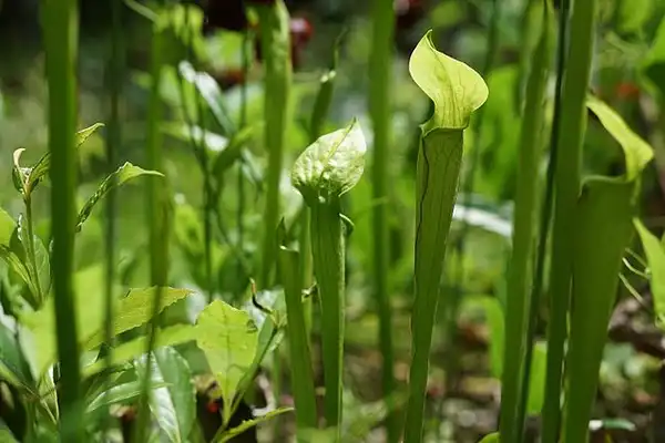 Photo of Sarracenia jonesii (Sarracenia jonesiis)