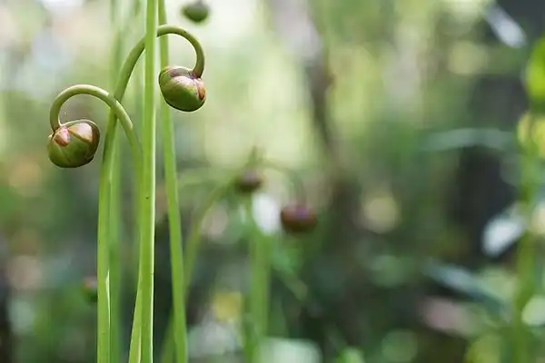 Photo of Sarracenia jonesii (Sarracenia jonesiis)