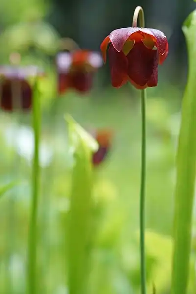 Photo of Sarracenia jonesii - Flower:U.S. Fish and Wildlife Service