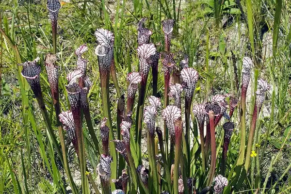 Фото Sarracenia leucophylla (Sarracenia leucophyllas)