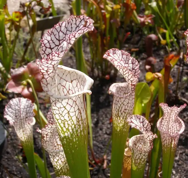 Фото Sarracenia leucophylla (Sarracenia leucophyllas)
