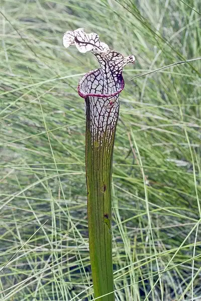 Фото Sarracenia leucophylla - Sarracenia leucophylla:NC Orchid