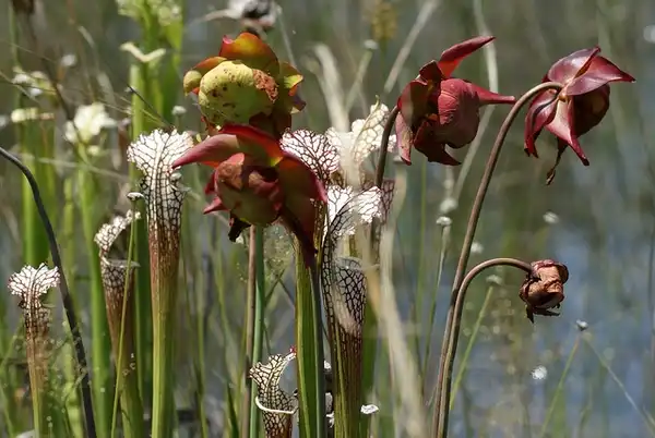 Фото Sarracenia leucophylla - Sarracenia leucophylla:Chapstick Addict