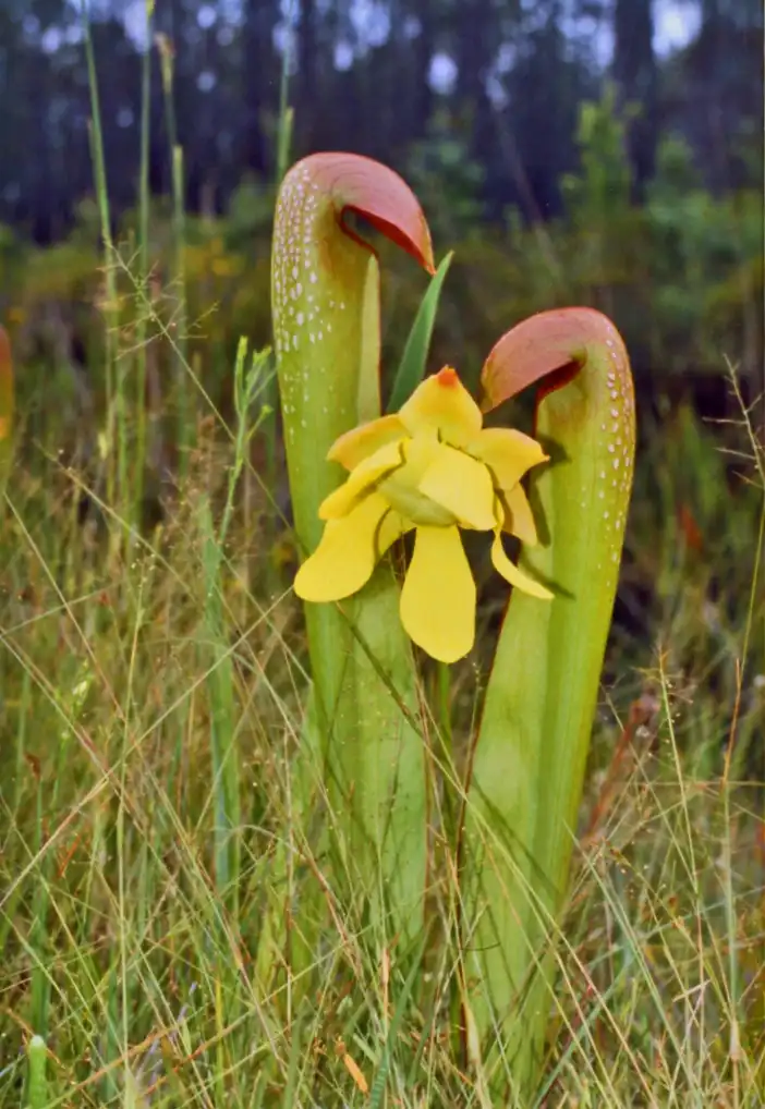 Фото Sarracenia minor var. minor (Sarracenia minor var. minors)