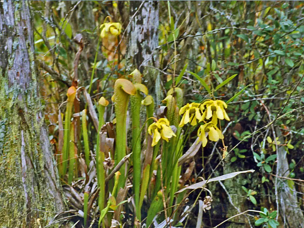 Фото Sarracenia minor var. minor - Form:Hectonichus