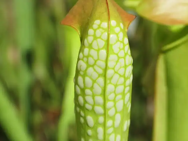 Фото Sarracenia minor var. minor - Var. okefenokeensis close up:Flickr