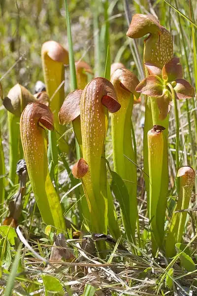 Photo of Sarracenia minor (Sarracenia minors)