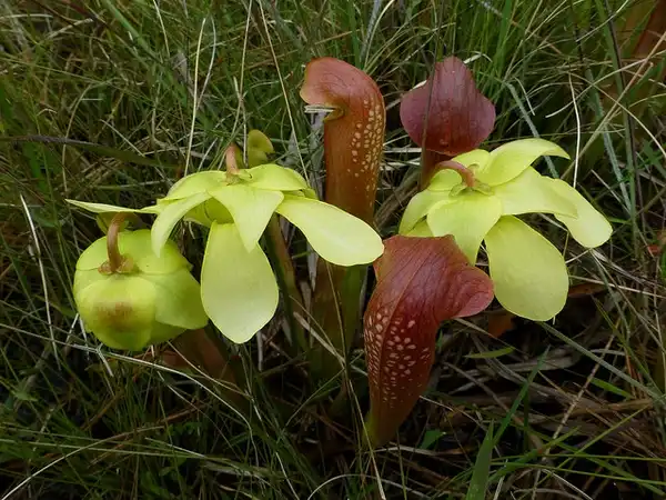 Photo of Sarracenia minor (Sarracenia minors)