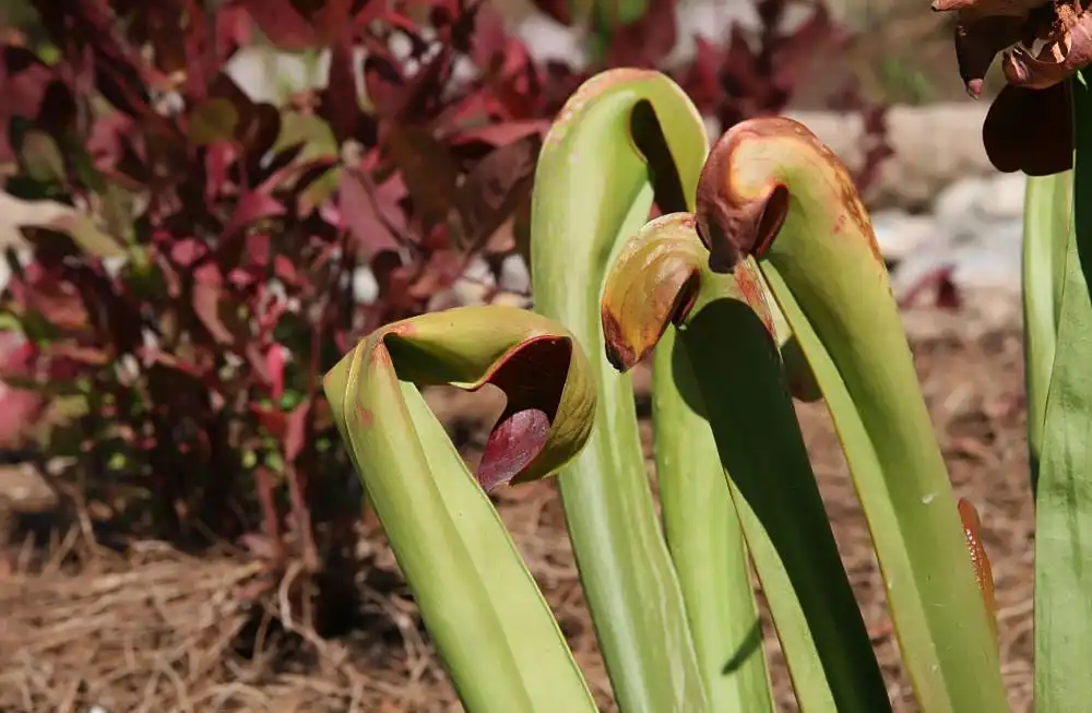 Photo of Sarracenia minor - Form:David J.Stang