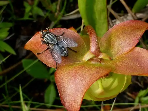 Photo of Sarracenia minor - Sarracenia minor:Eleanor