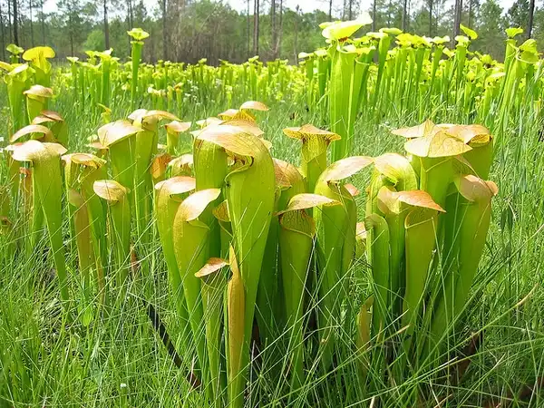 Photo of Sarracenia minor - Sarracenia minor:Chad Miller
