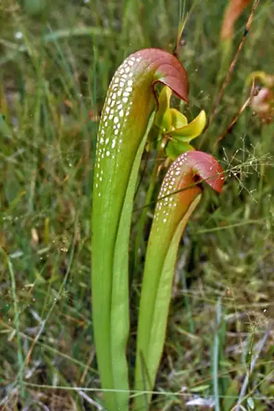 Photo of Sarracenia minor - Sarracenia minor:Ettore Balocchi