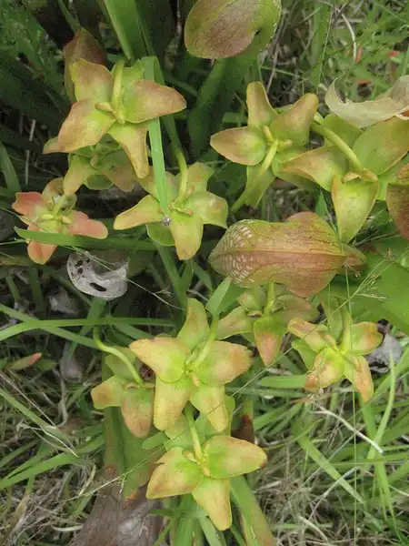 Photo of Sarracenia minor - Sarracenia minor:Eleanor
