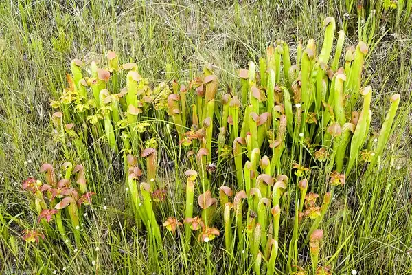 Photo of Sarracenia minor - Sarracenia minor:David McAdoo