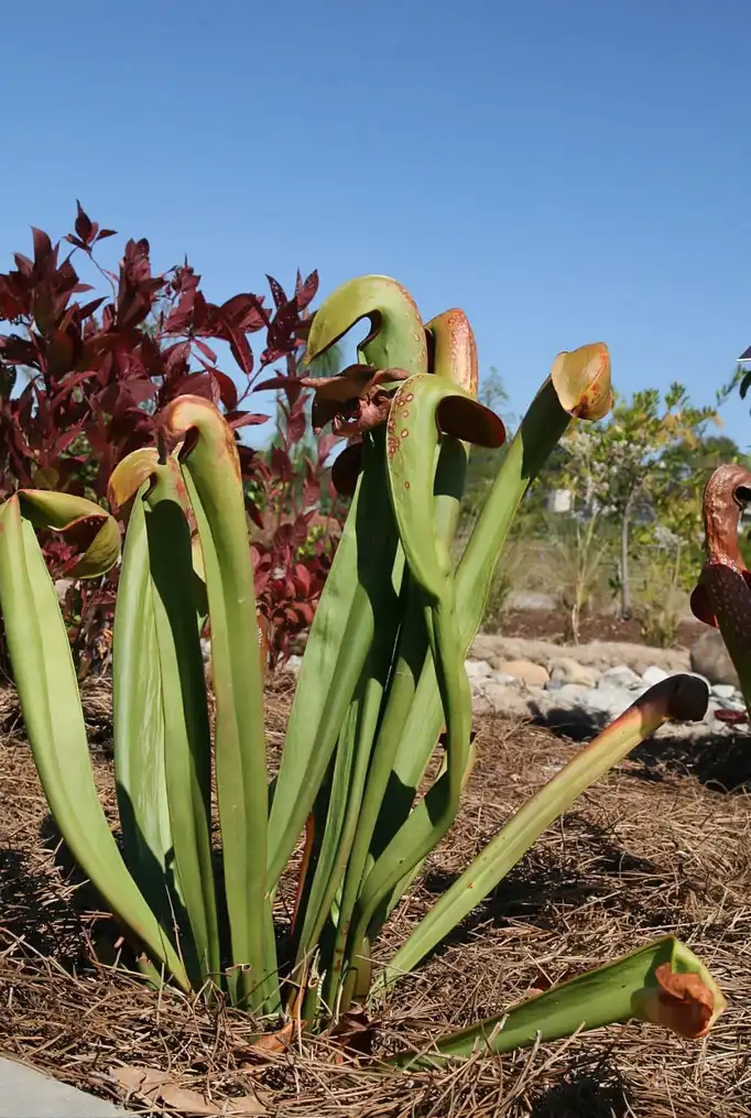Photo of Sarracenia minor - Form:David J.Stang