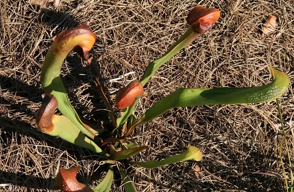 Photo of Sarracenia minor - Form:David J.Stang