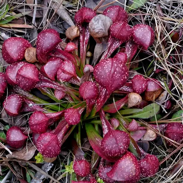 Photo of Sarracenia psittacina (Sarracenia psittacinas)