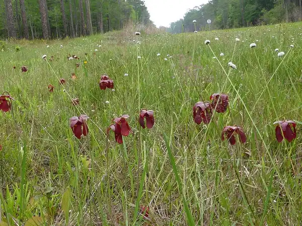 Photo of Sarracenia psittacina (Sarracenia psittacinas)