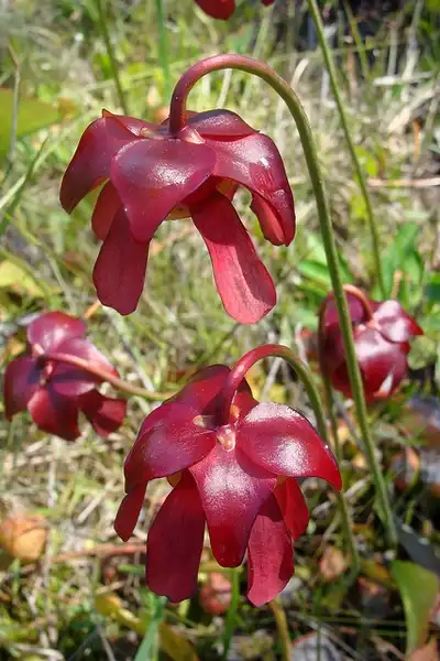 Photo of Sarracenia psittacina - Flowers:Eleanor