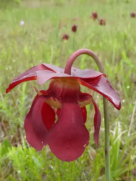 Photo of Sarracenia psittacina - Flower close up:Eleanor