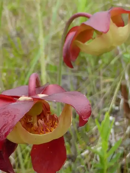 Photo of Sarracenia psittacina - Flower close up:Eleanor