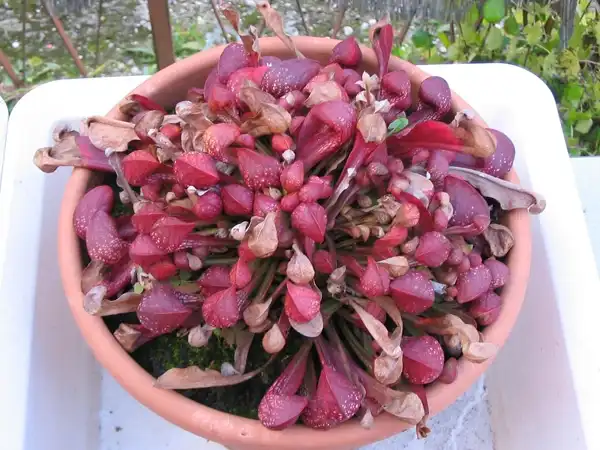 Photo of Sarracenia psittacina - Sarracenia psittacina:sphaerichthys
