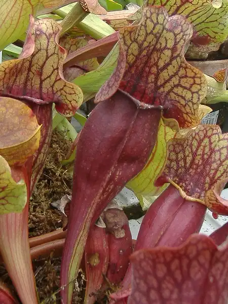 Photo of Sarracenia purpurea (Sarracenia purpureas)
