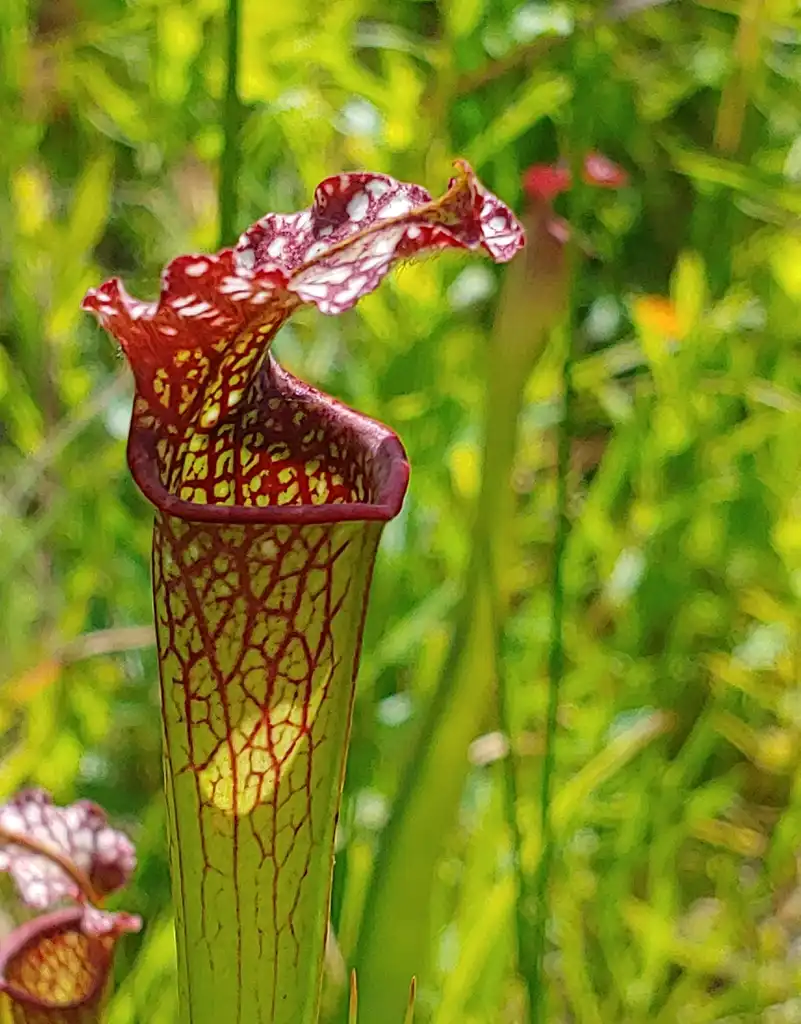 Photo of Sarracenia purpurea (Sarracenia purpureas)