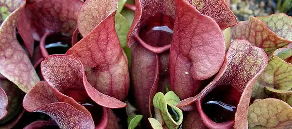 Photo of Sarracenia purpurea - Sarracenia purpurea:David Midgley