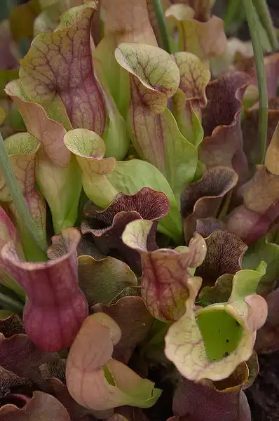 Photo of Sarracenia purpurea - Sarracenia purpurea:Kit Logan
